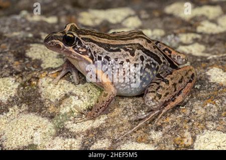 Australian Striped Marsh frog resting on log Stock Photo