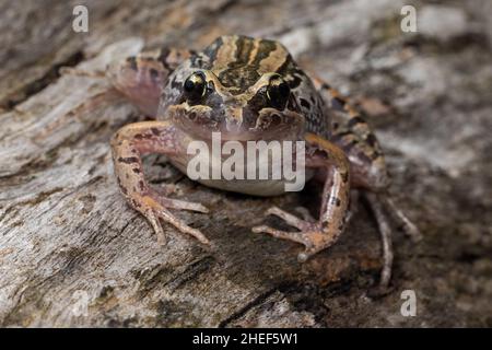 Australian Striped Marsh frog resting on log Stock Photo