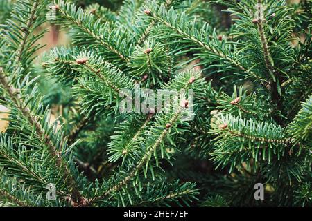 Caucasian fir tree branches closeup - Abies nordmanniana cultivated in the garden Stock Photo