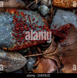 Red Slime Mold growing in a garden after heavy rains. Stock Photo