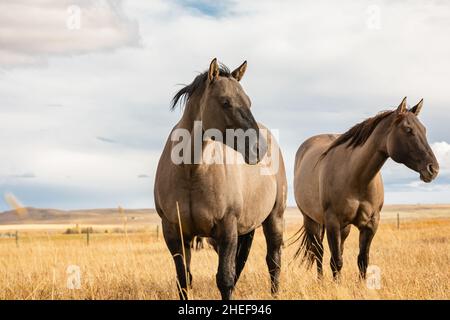 Free grullo horses in the autumn sunny day. No people, copy space for text, selective focus, travel photo Stock Photo
