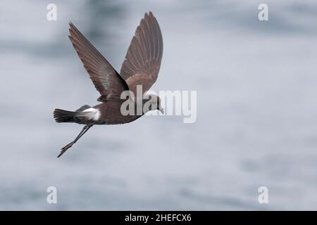 Wilson's Storm-Petrel (Oceanites oceanicus), underside view, single bird flying over sea surface, Humboldt Current, near Juan Fernandez Islands, Chile Stock Photo