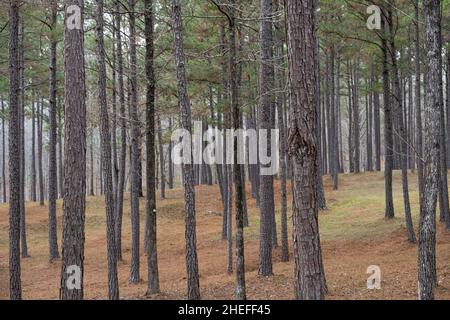 Pine forest with cleared underbrush in Phenix City, Alabama. (USA) Stock Photo