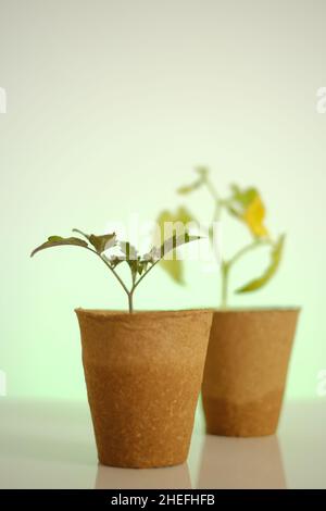 Cucumbers and tomato seedlings in pots close-up on a light green background.Blooming seedlings for seedlings.biodegradable natural planting material Stock Photo