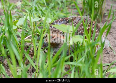 Hungarian Partridge chicks Stock Photo