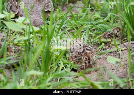 Hungarian Partridge chicks Stock Photo