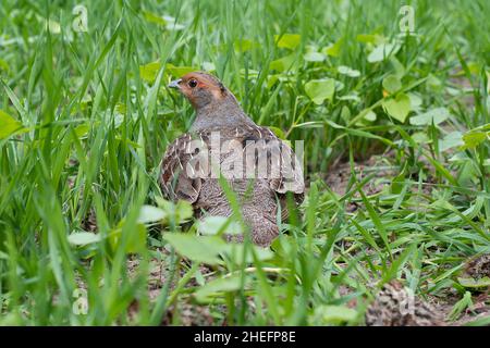 Hungarian Partridge chicks Stock Photo