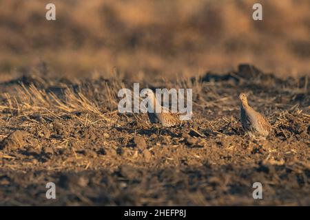 Hungarian Partridge chicks Stock Photo