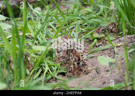 Hungarian Partridge chicks Stock Photo