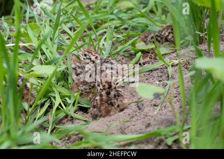 Hungarian Partridge chicks Stock Photo