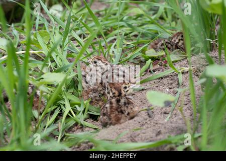 Hungarian Partridge chicks Stock Photo