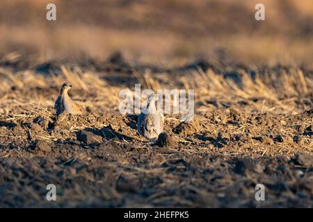 Hungarian Partridge chicks Stock Photo