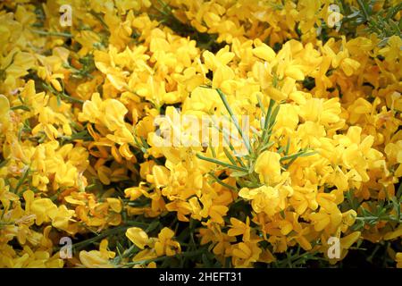 Closeup of golden flowers on a Lydia shrub Stock Photo