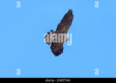 Closeup of an adult Swainson's Hawk of the Light Morph variety, gliding in the air with outstretched wings and fanned tail feathers against a blue sky. Stock Photo