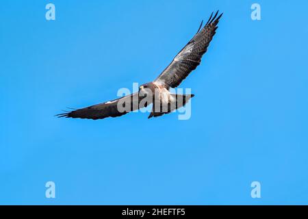 Closeup of a Swainson's Hawk approaching in flight against a pretty blue sky background. Stock Photo