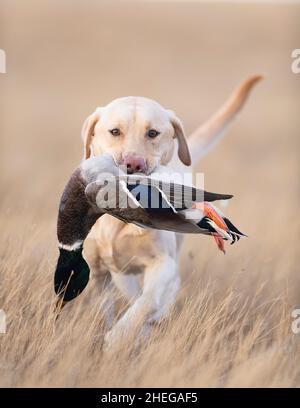 A Labrador Retriever with a Drake Mallard in South Dakota Stock Photo