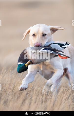 A Labrador Retriever with a Drake Mallard in South Dakota Stock Photo