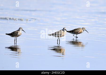 The Curlew Sandpiper is a small wader of the genus Calidris. Stock Photo