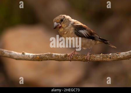 The great tit is a passerine bird in the tit family Paridae. It is a  widespread and common species throughout Europe Stock Photo - Alamy