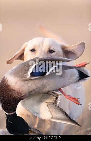 A Labrador Retriever with a Drake Mallard in South Dakota Stock Photo