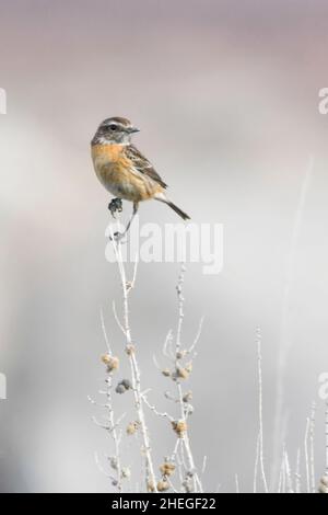 The African stone stone is a species of passerine bird in the Muscicapidae family. Stock Photo