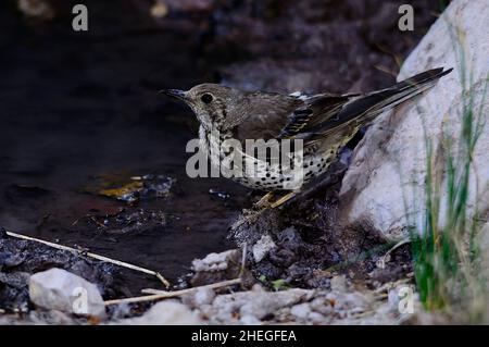 The charlo thrush is a bird of the Passeriformes order and of the ...