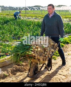 Man carrying wheelbarrow with green onions Stock Photo