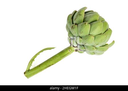 Newly harvested fresh artichokes on isolated white background Stock Photo