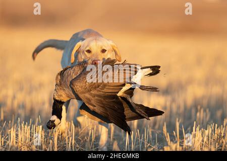 A Labrador Retriever with a Canada Goose in a North Dakota Wheat Field  Stock Photo - Alamy