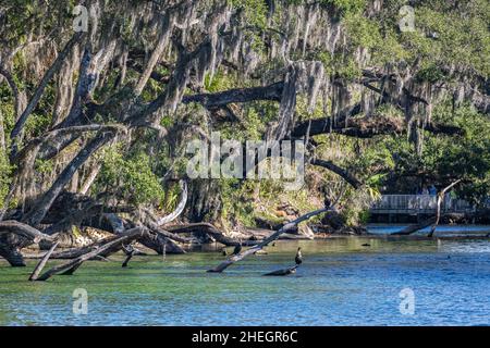 Blue Spring Run, which feeds into the St. Johns River, at Blue Spring State Park, a Florida Manatee Refuge in Central Florida. (USA) Stock Photo