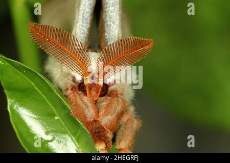 Emperor gum moth (Opodiphthera eucalypti) emerging from cocoon Stock Photo