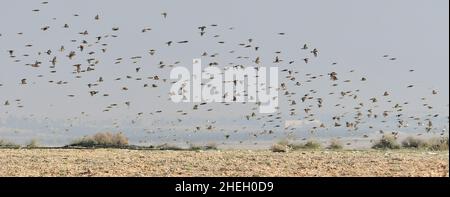 The king finch is a species of passerine bird in the Fringillidae family. Stock Photo