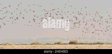 The king finch is a species of passerine bird in the Fringillidae family. Stock Photo