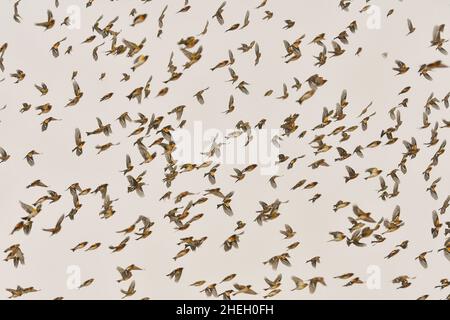 The king finch is a species of passerine bird in the Fringillidae family. Stock Photo