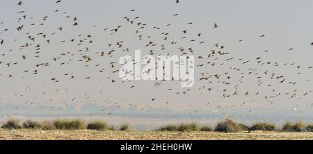 The king finch is a species of passerine bird in the Fringillidae family. Stock Photo