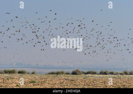 The king finch is a species of passerine bird in the Fringillidae family. Stock Photo