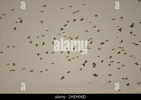 The king finch is a species of passerine bird in the Fringillidae family. Stock Photo