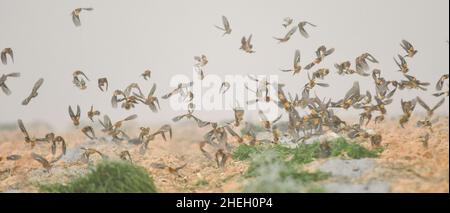 The king finch is a species of passerine bird in the Fringillidae family. Stock Photo