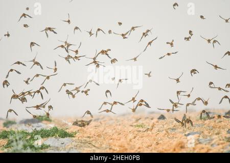 The king finch is a species of passerine bird in the Fringillidae family. Stock Photo