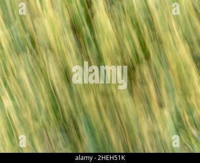 Abstract photo - intentional camera movement (ICM ) technique to create a dreamy, moody artistic background photo of blurry subjects - lines Stock Photo