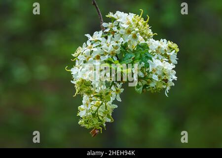 VALLDAL, NORWAY - 2020 JUNE 06. Prunus padus white flowering bird cherry hackberry tree. Stock Photo