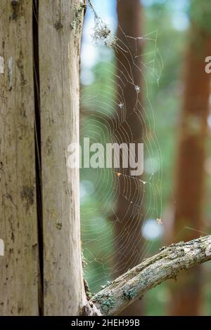VALLDAL, NORWAY - 2020 JUNE 03. Spider web in sunny forest. Stock Photo