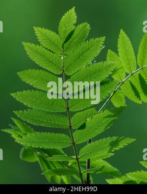 VALLDAL, NORWAY - 2020 JUNE 03. Sun shines over a leaf from a small rowan tree, Sorbus aucuparia. Stock Photo