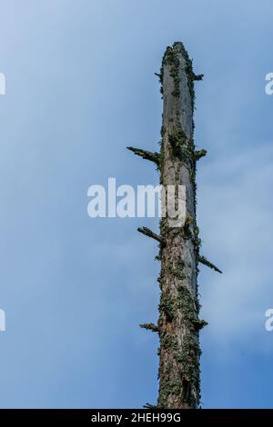 VALLDAL, NORWAY - 2020 JUNE 03. Tall dead tree with blue and white clouds behind. Stock Photo