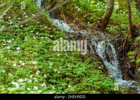 VALLDAL, NORWAY - 2020 JUNE 06. Group of blooming wood anemones, Anemone nemorosa, close to a small river in the forest. Stock Photo