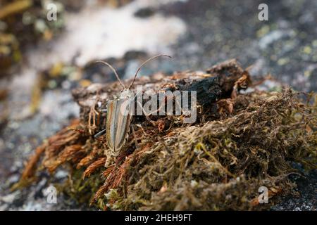 VALLDAL, NORWAY - 2020 JUNE 06. Longhorn beetle Oxymirus cursor in the nature.