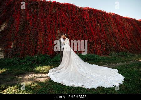 The bride in a white dress with a long train hugs the groom near the wall of red leaves. Stock Photo