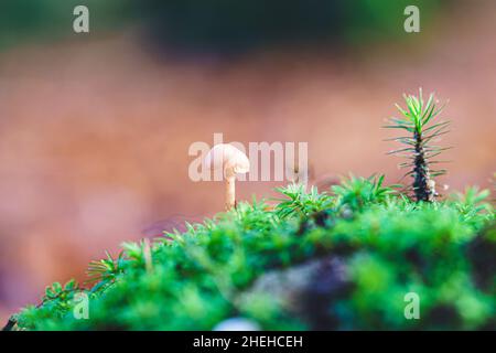 Tiny white little mushroom is smaller than a star moss plant among green moss on dead tree trunk in autumn season Stock Photo