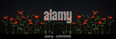 Red flowers of Geum coccineum in black background. Dark floral background, banner. Copy space. Flat lay. Stock Photo