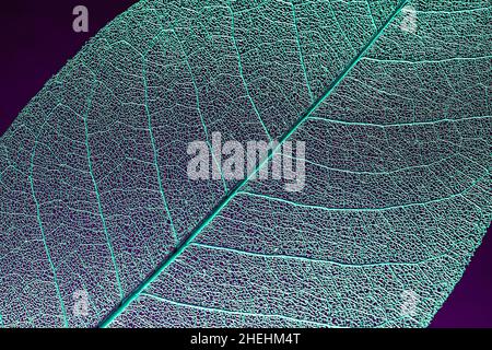 skeleton magnolia leaf template for text and design. abstract colorful background Stock Photo